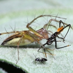 Oxyopes (genus) (Lynx spider) at Chandler, QLD - 26 Mar 2023 by TimL