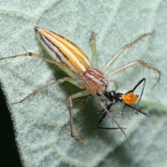 Oxyopes (genus) at Chandler, QLD - 26 Mar 2023 10:12 AM