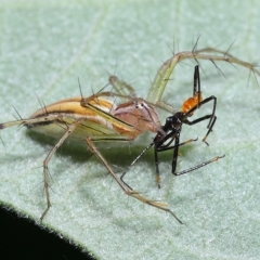 Oxyopes (genus) at Chandler, QLD - 26 Mar 2023 10:12 AM