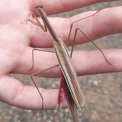 Tenodera australasiae (Purple-winged mantid) at Stromlo, ACT - 25 Mar 2023 by VanceLawrence