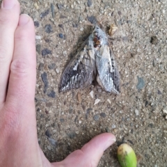 Abantiades (genus) (A Swift or Ghost moth) at Watson, ACT - 26 Mar 2023 by mattjfitzgerald