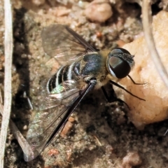 Villa sp. (genus) (Unidentified Villa bee fly) at West Wodonga, VIC - 25 Mar 2023 by KylieWaldon