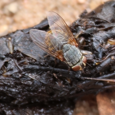 Calliphora stygia (Brown blowfly or Brown bomber) at West Wodonga, VIC - 25 Mar 2023 by KylieWaldon
