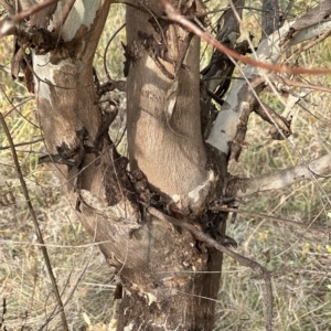 Eucalyptus elata at Yarralumla, ACT - 26 Mar 2023 05:05 PM