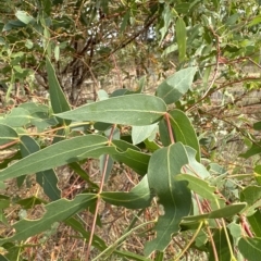 Eucalyptus elata at Yarralumla, ACT - 26 Mar 2023 05:05 PM