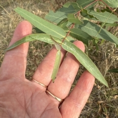 Eucalyptus elata at Molonglo Valley, ACT - 26 Mar 2023