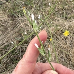 Chondrilla juncea (Skeleton Weed) at Molonglo Valley, ACT - 26 Mar 2023 by lbradley