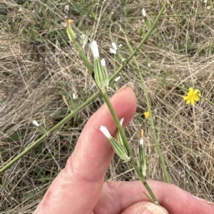 Chondrilla juncea at Yarralumla, ACT - 26 Mar 2023