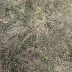 Chondrilla juncea at Yarralumla, ACT - 26 Mar 2023