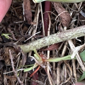 Chondrilla juncea at Yarralumla, ACT - 26 Mar 2023