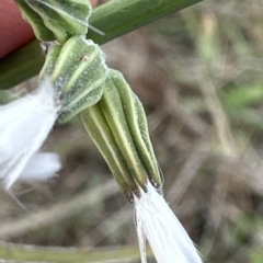 Chondrilla juncea at Yarralumla, ACT - 26 Mar 2023