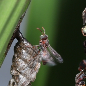 Ropalidia revolutionalis at Capalaba, QLD - 26 Mar 2023 09:00 AM