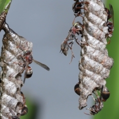Ropalidia revolutionalis at Capalaba, QLD - 26 Mar 2023 09:00 AM