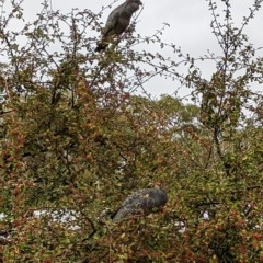 Callocephalon fimbriatum (Gang-gang Cockatoo) at Mawson, ACT - 25 Mar 2023 by stofbrew