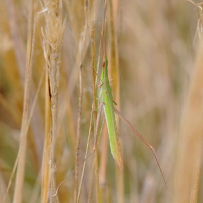 Acrida conica (Giant green slantface) at O'Connor, ACT - 24 Mar 2023 by ConBoekel