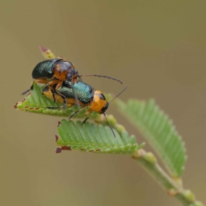 Aporocera (Aporocera) consors at O'Connor, ACT - 24 Mar 2023