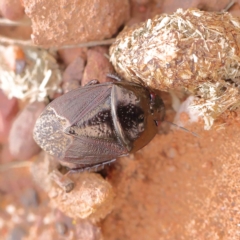 Adrisa sp. (genus) (Burrowing Bug) at O'Connor, ACT - 24 Mar 2023 by ConBoekel