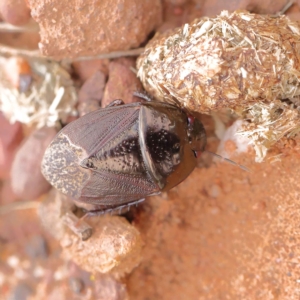 Adrisa sp. (genus) at O'Connor, ACT - 24 Mar 2023