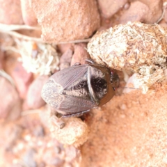 Adrisa sp. (genus) at O'Connor, ACT - 24 Mar 2023