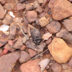 Adrisa sp. (genus) at O'Connor, ACT - 24 Mar 2023