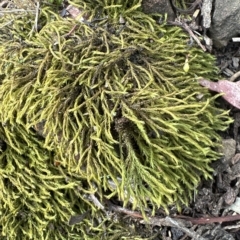 Triquetrella (A trailing moss) at Aranda Bushland - 26 Mar 2023 by lbradley