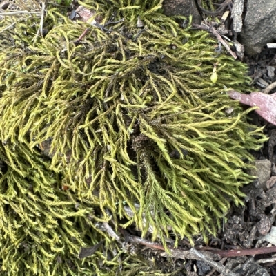 Triquetrella (A trailing moss) at Aranda Bushland - 26 Mar 2023 by lbradley