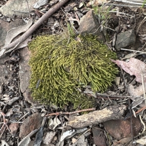 Triquetrella at Molonglo Valley, ACT - 26 Mar 2023