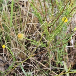 Calotis lappulacea at Hawker, ACT - 26 Mar 2023