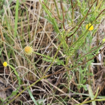 Calotis lappulacea (Yellow Burr Daisy) at The Pinnacle - 26 Mar 2023 by sangio7