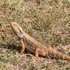 Pogona barbata at Red Hill, ACT - suppressed