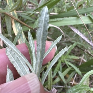 Coronidium gunnianum at Aranda, ACT - 26 Mar 2023