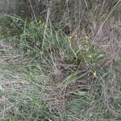 Coronidium gunnianum at Aranda, ACT - 26 Mar 2023