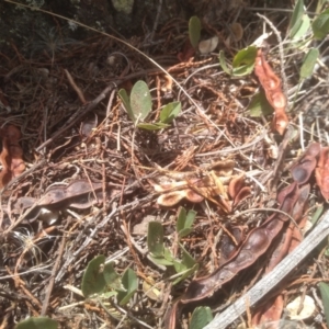 Glycine tabacina at Cooma, NSW - 5 Mar 2023