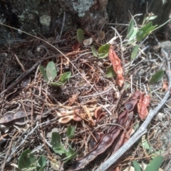 Glycine tabacina at Cooma, NSW - 5 Mar 2023 01:54 PM