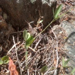 Glycine tabacina at Cooma, NSW - 5 Mar 2023