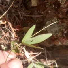 Glycine tabacina at Cooma, NSW - 5 Mar 2023