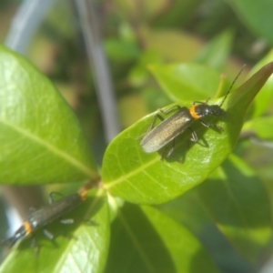 Chauliognathus lugubris at Cooma, NSW - 26 Mar 2023