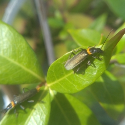 Chauliognathus lugubris (Plague Soldier Beetle) at Cooma, NSW - 26 Mar 2023 by mahargiani