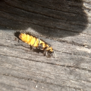 Chauliognathus lugubris at Cooma, NSW - 26 Mar 2023