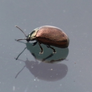 Chrysolina quadrigemina at Symonston, ACT - 26 Mar 2023