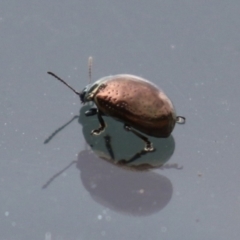 Chrysolina quadrigemina at Symonston, ACT - 26 Mar 2023