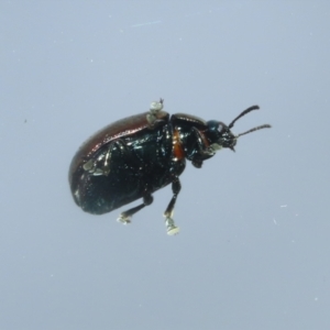 Chrysolina quadrigemina at Symonston, ACT - 26 Mar 2023