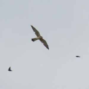 Falco cenchroides at Symonston, ACT - 26 Mar 2023 01:40 PM