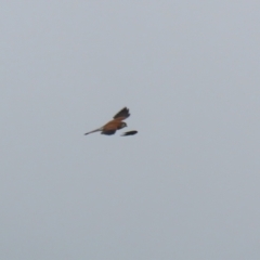 Falco cenchroides at Symonston, ACT - 26 Mar 2023