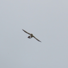 Falco cenchroides at Symonston, ACT - 26 Mar 2023