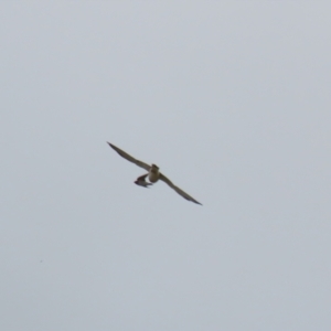 Falco cenchroides at Symonston, ACT - 26 Mar 2023 01:40 PM