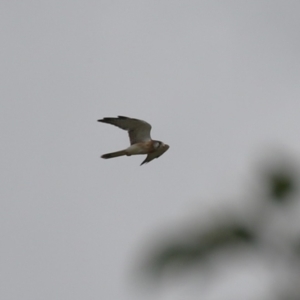 Falco cenchroides at Symonston, ACT - 26 Mar 2023