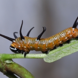 Euploea corinna at Chandler, QLD - 26 Mar 2023 10:25 AM