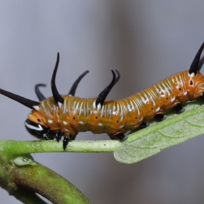 Euploea corinna (Common Crow Butterfly, Oleander Butterfly) at Chandler, QLD - 26 Mar 2023 by TimL