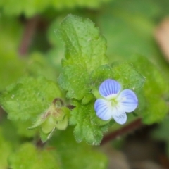 Veronica persica (Creeping Speedwell) at Macarthur, ACT - 26 Mar 2023 by RodDeb